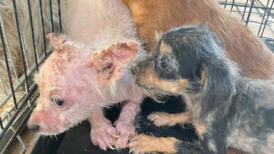 Bursa'da insanlık dışı olay! Çiftliğe kapatıp ölüme terk ettiler