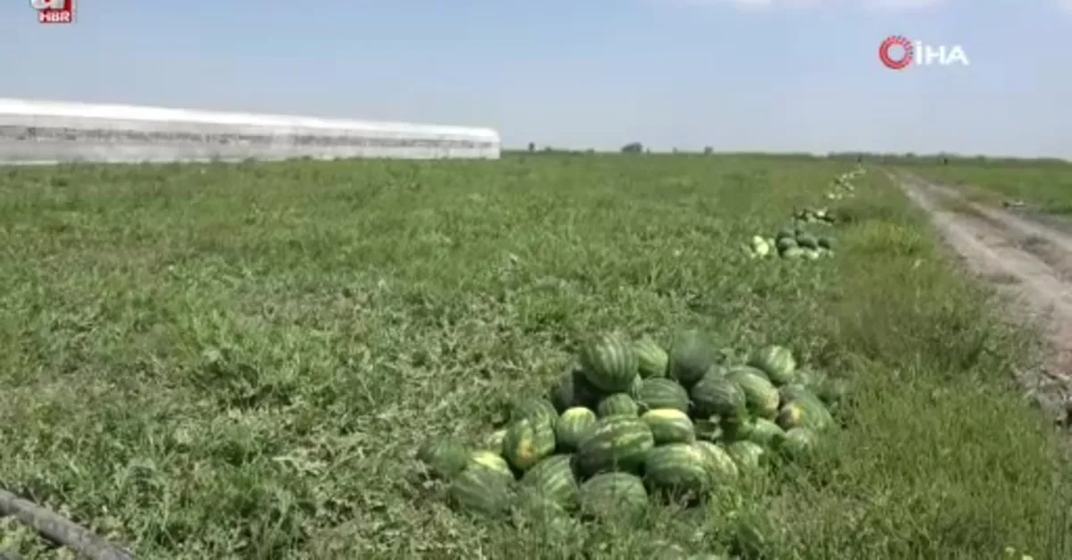 Mersin'de karpuz hasadı geç başladı