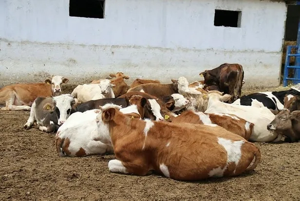 Kurbanlık güncel il il fiyatları 2022: Kurbanlık fiyatları ne zaman açıklanacak? Küçükbaş ve büyükbaş fiyatları...