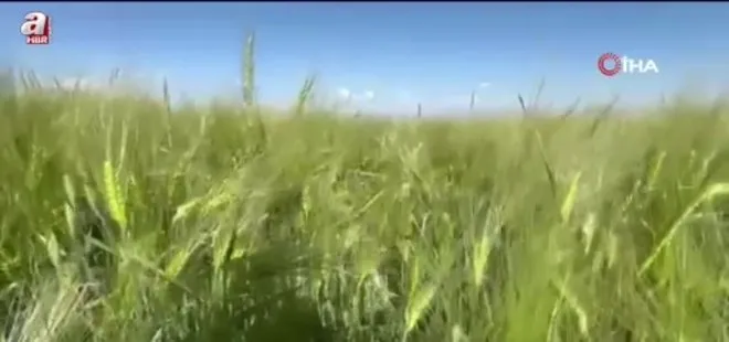 Kars'ta tarım arazilerinde yerli ve milli arpa bereketi
