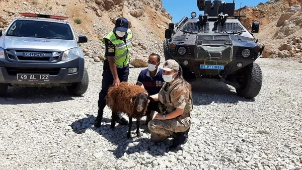 AFAD ve jandarma ekipleri dağda mahsur kalan koyun için seferber oldu - 1