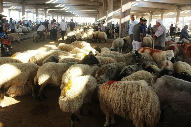 Kurbanlık fiyatları belli oldu mu? 2022 Kurbanlık fiyatları ne kadar, kaç TL? Dana, koç, koyun fiyatları...