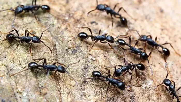 Karınca kaçıran baharat! Görür görmez kaybolacaklar...