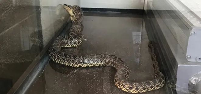 Çamaşır makinesinden yılan çıktı