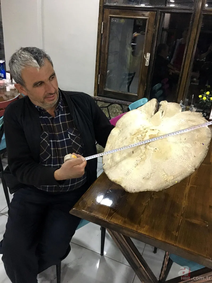 Yetiştirmek için serasına kamera koydu! Fiyatı el yakıyor: Gözümüz gibi bakıyoruz 10