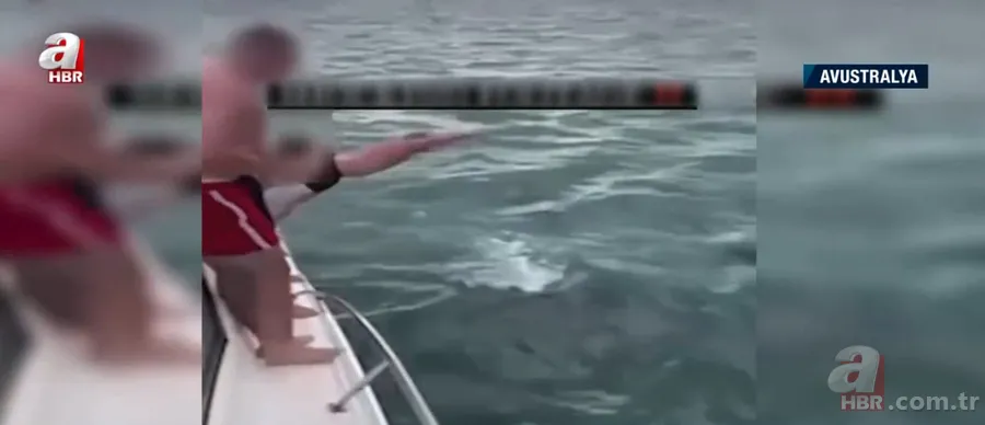 Katil balinaların üzerine balıklama atladı! Bedelini ağır ödedi 3