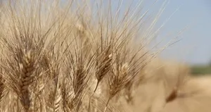 TMO’dan hububat alımı açıklaması