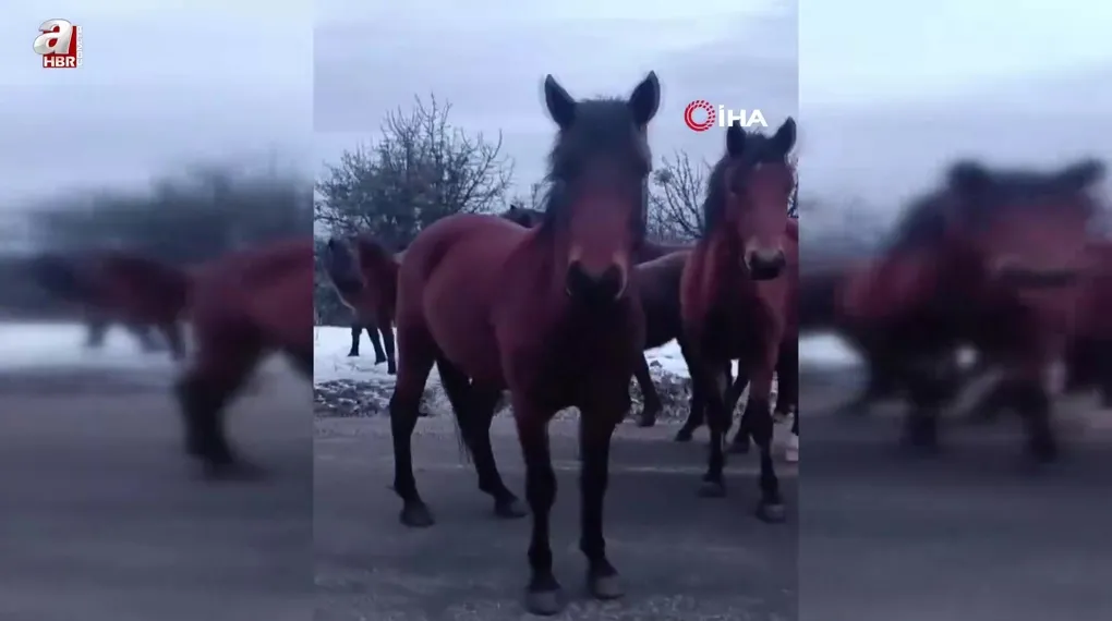 Beypazarı’nda yılkı atları görüntülendi