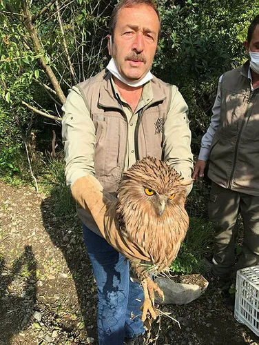Geçen hafta ilk kez görüntülenen balık baykuşu avcı kurbanı oldu - 2