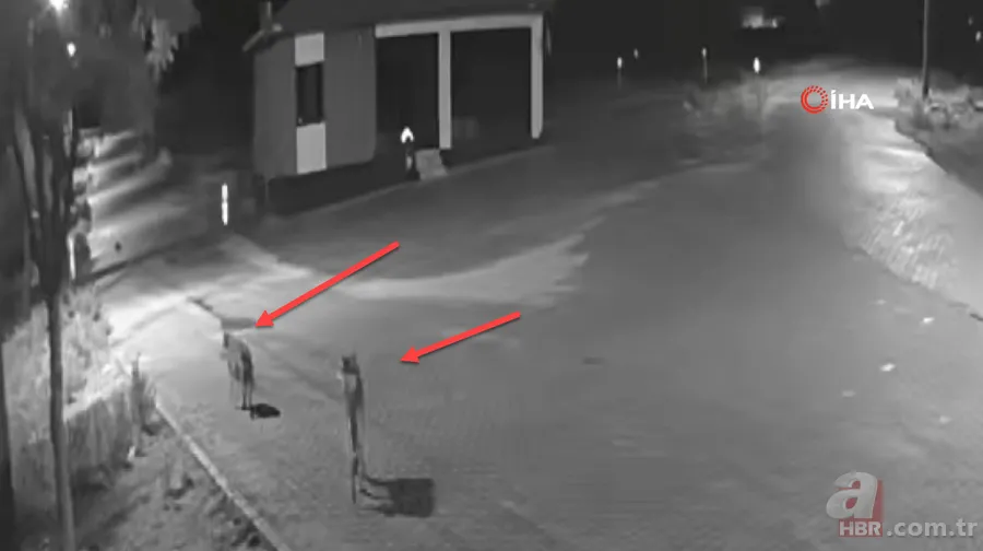 Kurt sürüsü sokak ortasında saldırıp paramparça etti! İşte korkunç anlar 4