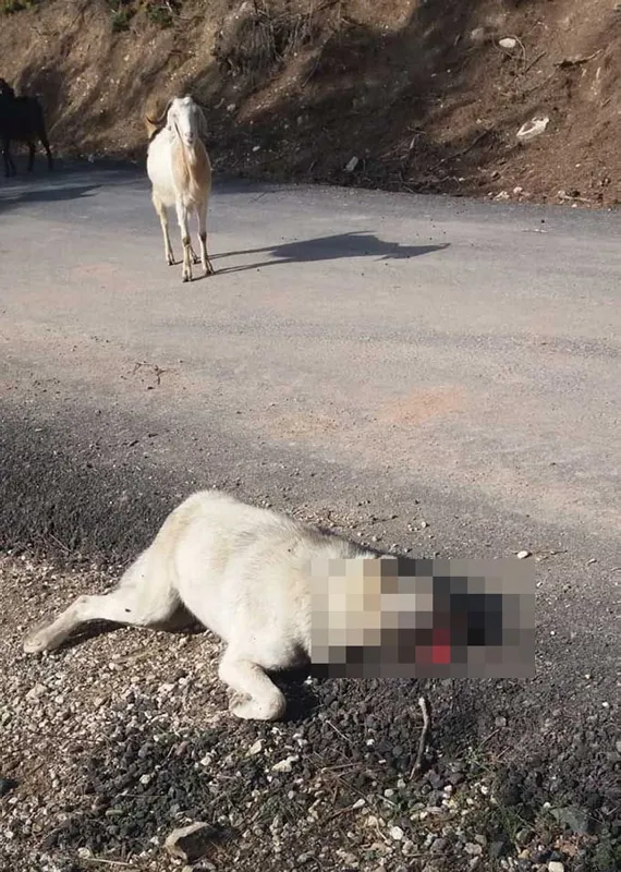 zehirli-balik-kafalari-atip-8-kopegi-oldurduler-1612908389738.jpg Zehirli balık kafaları atıp 8 köpeği öldürdüler! Sakarya'da insanlık dışı olay... - 3