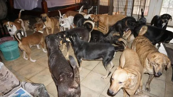 1662090368297.jpg Başıboş köpekler için hayvan dostu formül! Soruna restoranlar el attı - 3