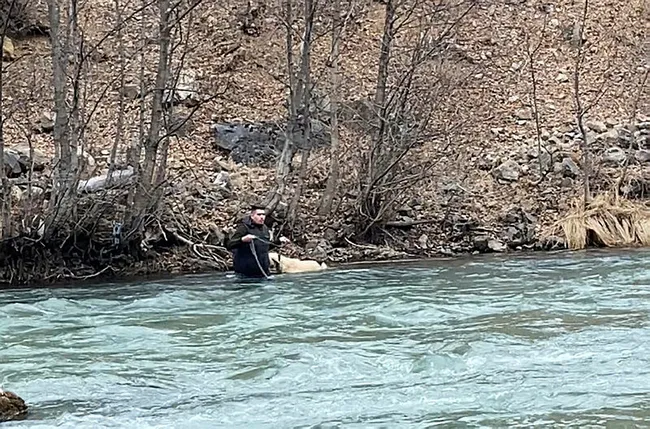 Tunceli’de köpeği kurtarmak için gözünü bile kırpmadan buz gibi suya atladı - 3