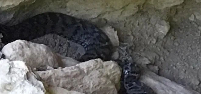 Tunceli’de zehirli yılan böyle görüntülendi! Isırdıktan sonra 1 saat içinde öldürüyor