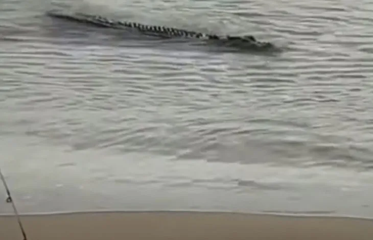 Dev timsah köpek balığını avladı 🐊 Dehşete düşüren anlar saniye saniye kaydedildi 🦈