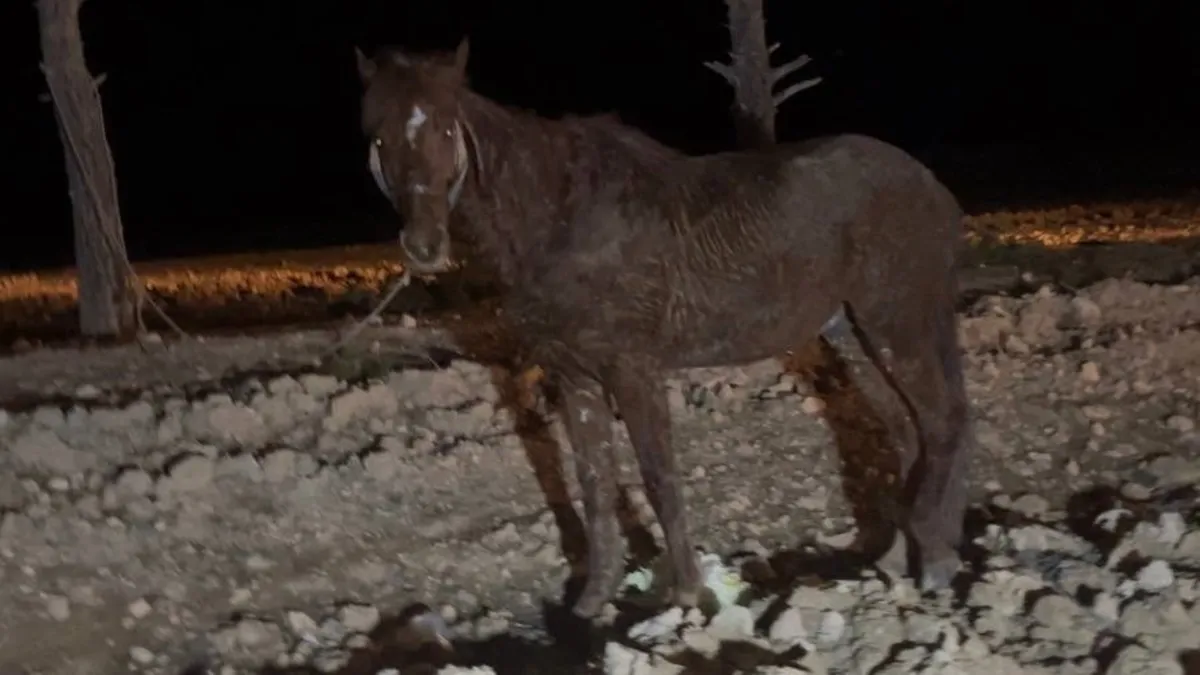 Ceylanpınar'da otomobil, at arabasına çarptı: 2 yaralı