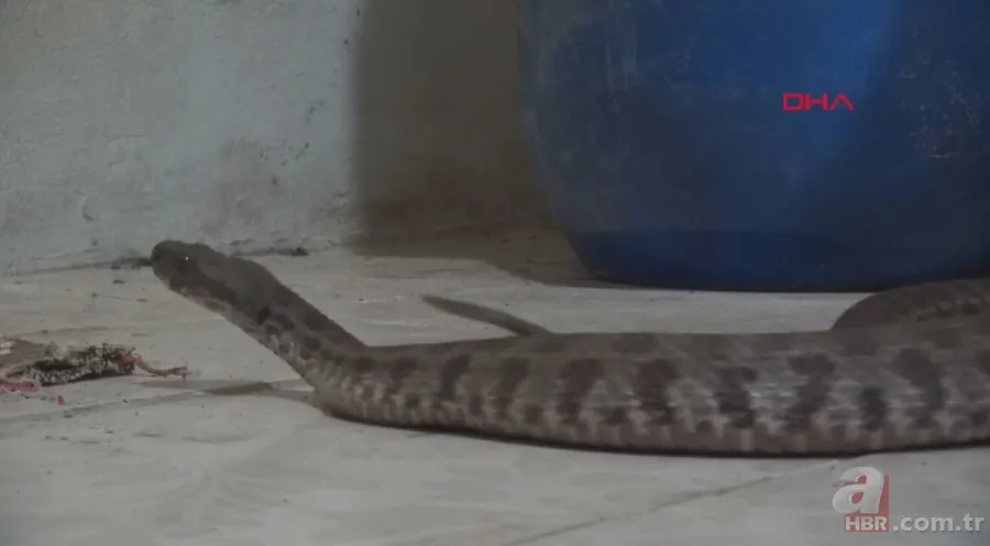 Tek ısırığı bile öldürüyor! Eve giren zehirli yılanı elleriyle yakaladı 🐍 8