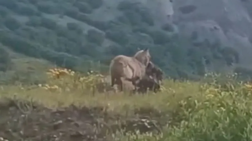 Kurt keçiyi böyle avladı! Belgeselleri aratmayan görüntüler Türkiye'den 🐺🆚🐐