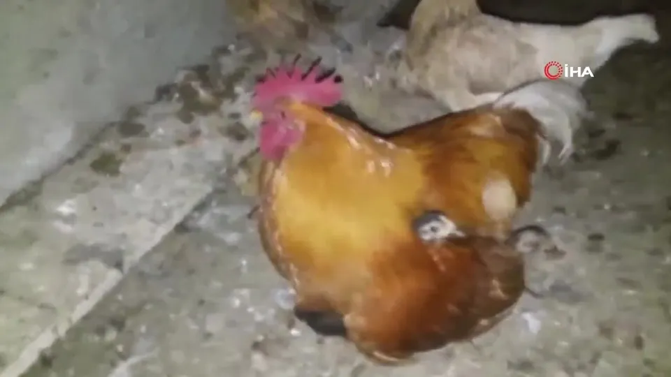 Şahin annelerini kaçırdı! Horoz civcivlere kanat gerdi