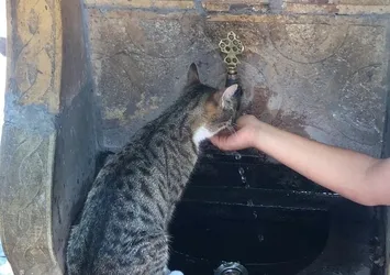 Susayan kediye elleri ile su içirdi
