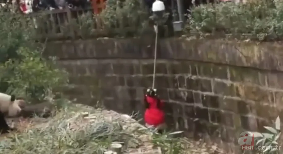 Aslanın kafesine köpek bıraktılar! Herkes olanları izledi... 21