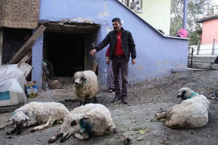 Aç kalan kurt sürüsü kangal köpeğini paramparça etti! Arabayla geçenler gözlerine inanamadı