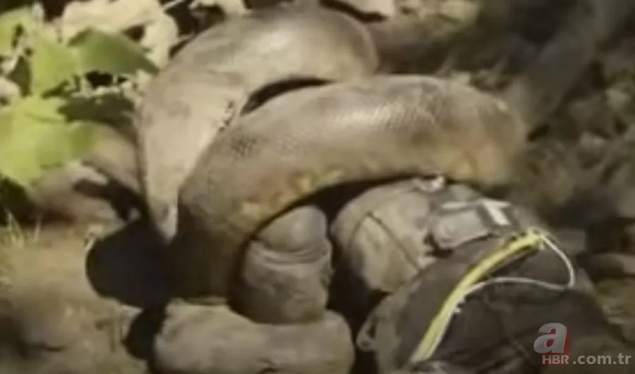 Kral kobra yılanı İngiliz adama saldırdı! Dünyanın en tehlikeli yılanı dinlenen adamı yakaladı 34