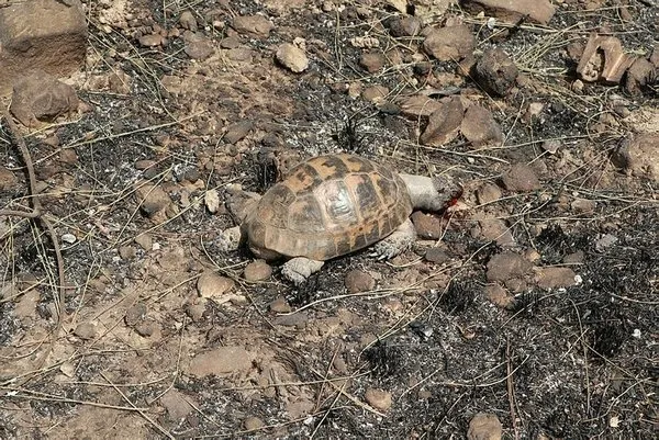 Hatay’da orman yangını çıkarma talimatı gazete üzerinden mi verildi?