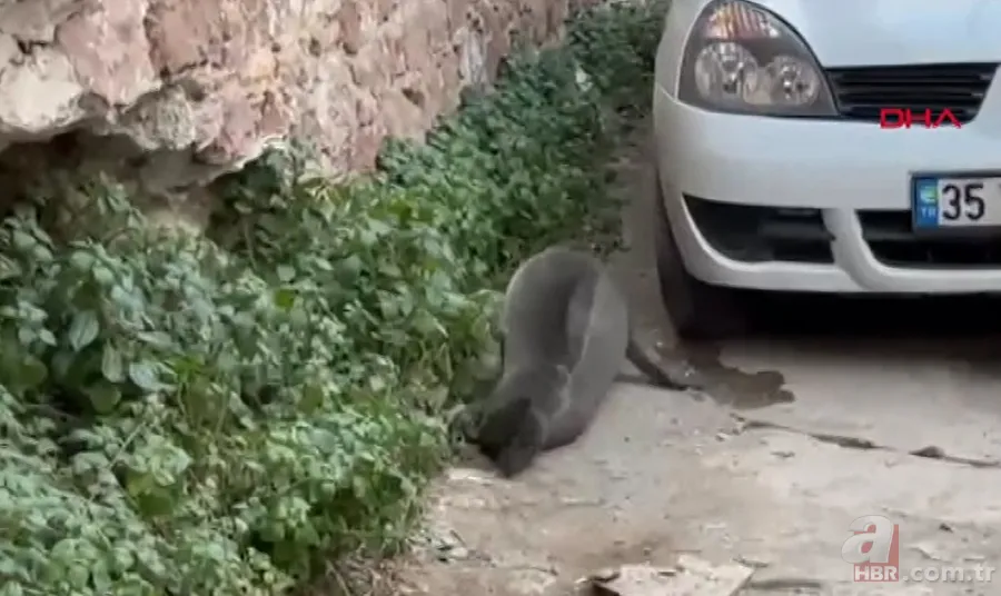 Akdeniz'de görmeye alışmıştık bu kez Balıkesir'de ortaya çıktı! Sokak ortasında görünce gözlerine inanamadılar! 2