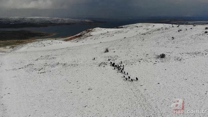 Elazığ'da domuz sürüsü drone ile görüntülendi 1