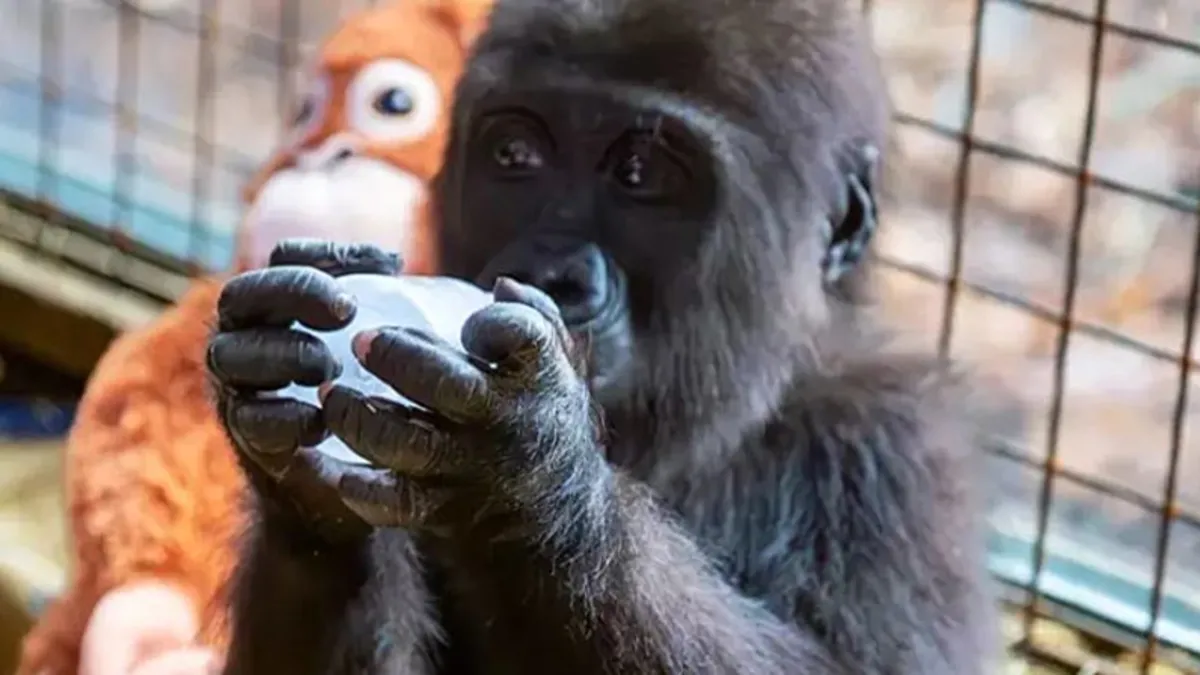 Yavru gorilin ismi Zeytin oldu! Sosyal medyayı sallayan ufaklığın yeni adı anketten çıktı