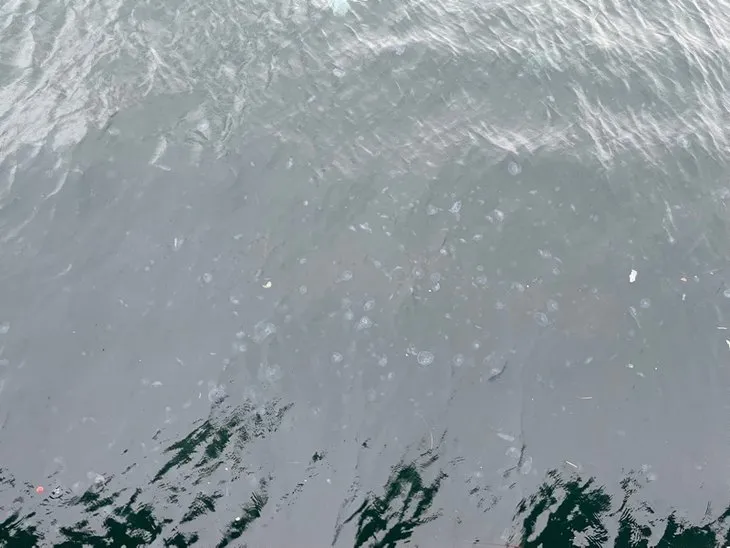 Arnavutköy sahilinde denizanası baskını! Görenler gözlerine inanamadı