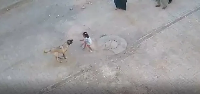 Başıboş köpek küçük kıza saldırdı: Dehşet anı kamerada