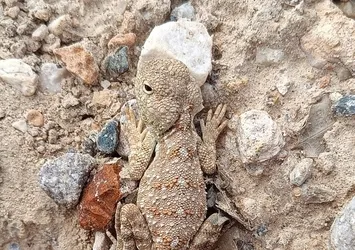 Nadir görülüyor! Erzincan'da ortaya çıktı