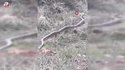 Devasa yılan böyle görüntülendi