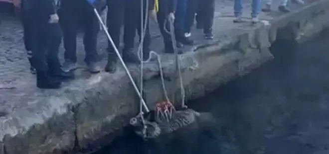 İstanbul Boğazı’na domuz düştü! O anlar kamerada...