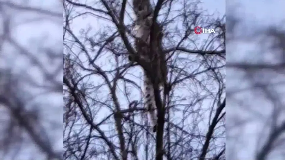 Nesli tükenmek üzere! Erzincan’da böyle görüntülendi |Video