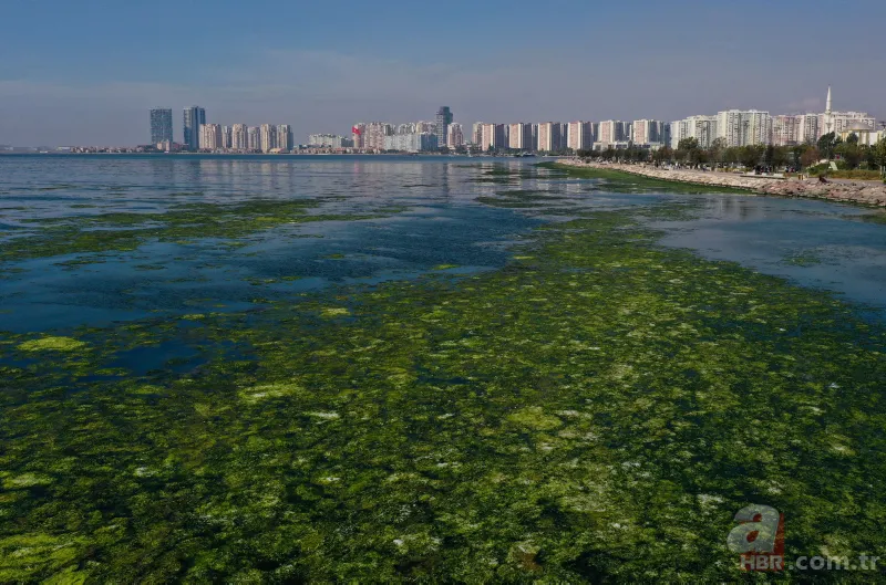 CHP'li Tunç Soyer'in "Yüzülebilir hale gelecek" dediği İzmir Körfezi çevre felaketi uyarısı veriyor 1