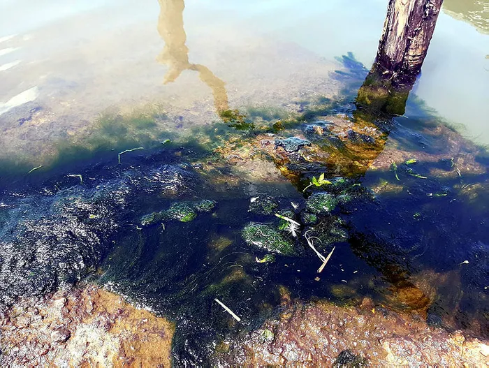 CHP’li İBB Başkanı Ekrem İmamoğlu Riva’yı zehirledi! Vatandaş isyan etti