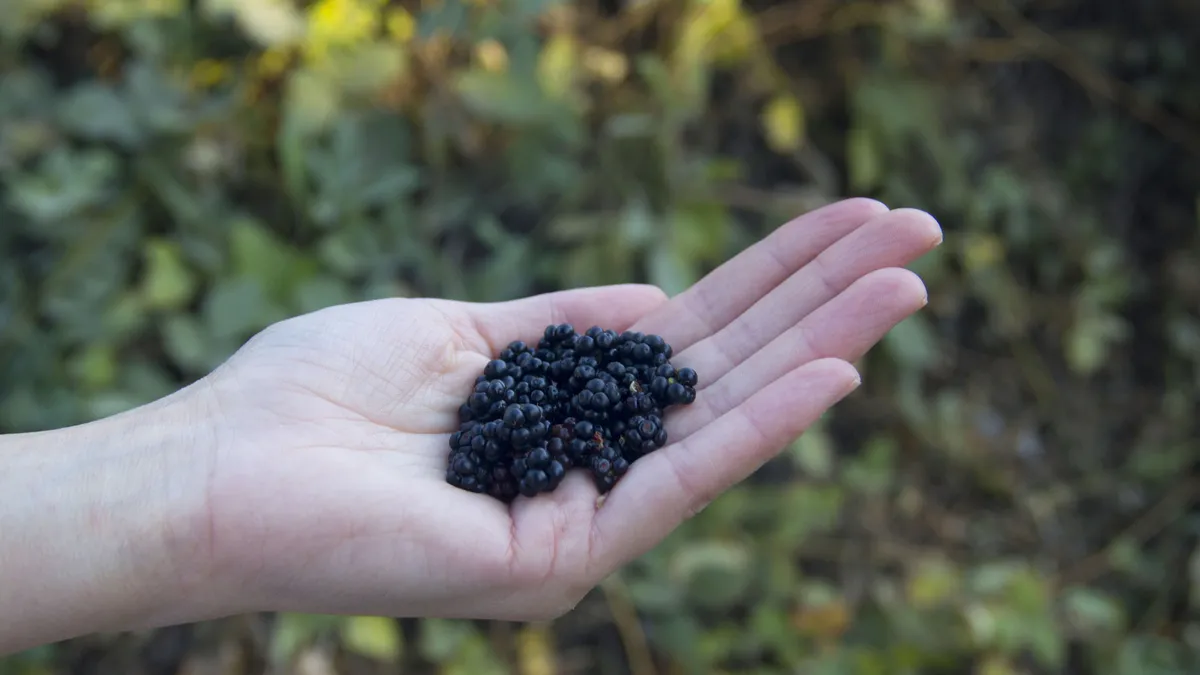 Bağışıklık sistemini çelik gibi yapıyor! Bu meyveyi düzenli tüketirseniz...