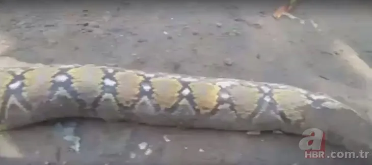 Piton bebek yuttu iddiası ortalığı karıştırdı! 🐍Yılanın midesinden bakın ne çıktı