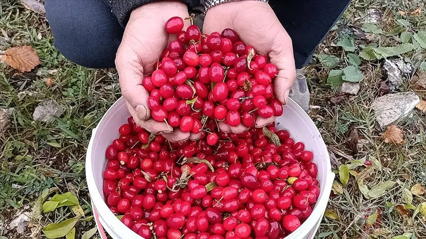 Osmanlı mutfağının şifa kaynağı! Kızılcık etkisi: C vitamini, antioksidan zengini 6