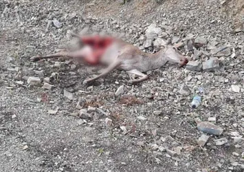 Otomobilin çarptığı geyiğin yarısını kurtlar yedi