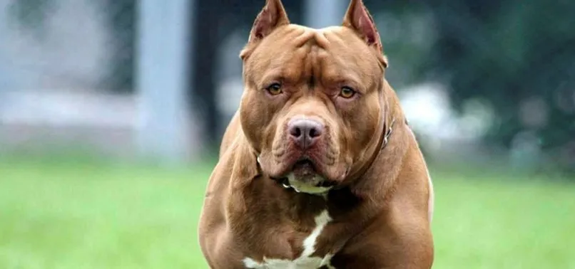 pitbull besleyene 7 bin 802 lira ceza