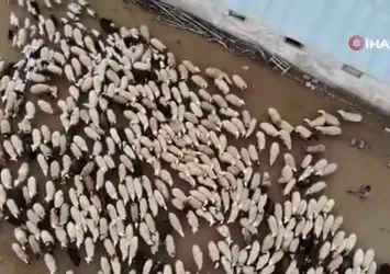 Erzincan’da kuzular anneleriyle buluştu