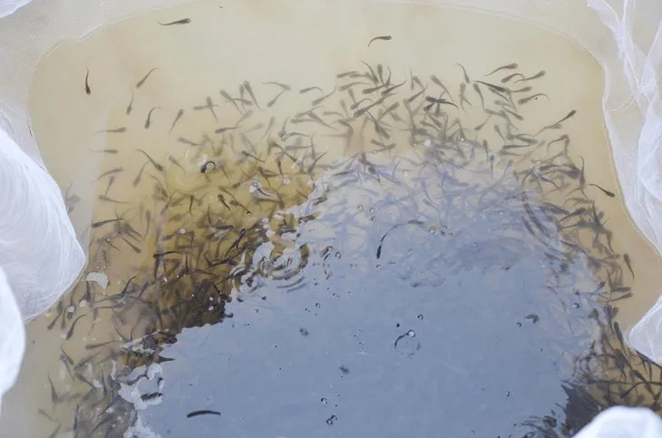 Toprak havuzda panga balığı üretimine başladılar