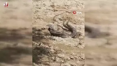 Yılanların çiftleşme dansı kamerada