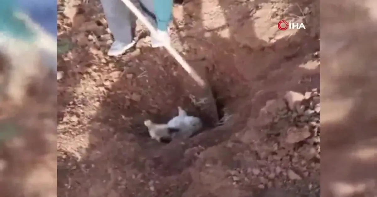 Son dakika: Şanlıurfa'da tilki kurtarma operasyonu! Köylüler seferber oldu