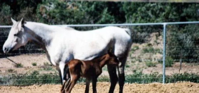 Dünyanın en yaşlı atı Echoquette 36 yaşında öldü