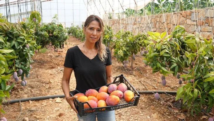 Türkiye’de ilk defa üretilen mangonun hasadı başladı